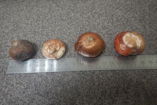 Фото Алтайской таможни